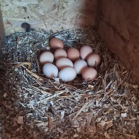 Apartamento With Pool, Accessible For People With Disabilities, Near Zadar Bibinje