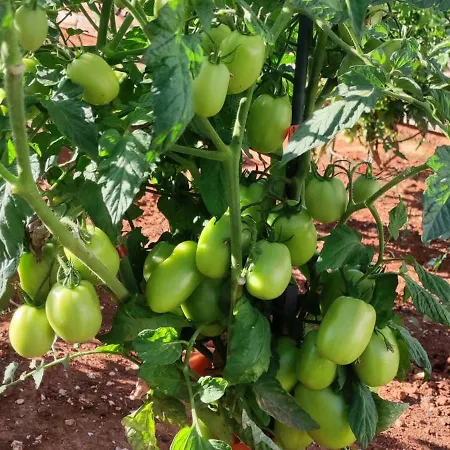 Lejlighed With Pool, Accessible For People With Disabilities, Near Zadar *